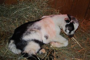 Goat kids, rabbits, 2.3.13 070-L