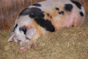 Goat kids, rabbits, 2.3.13 109-L