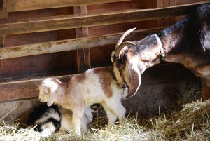 Goat kids, rabbits, 2.3.13 113-XL