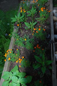 IB  Interdependence Day 093