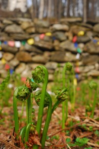 Ferns at the IB meeting circle