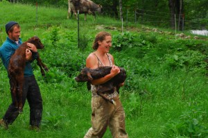 We welcome a new calf to the F&W community!