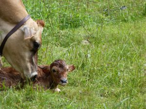 Here is Moon, just moments after her birth.